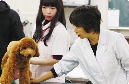 入学前から学びがスタート!3.5年で高度動物医療を支える「愛玩動物看護師」をめざす