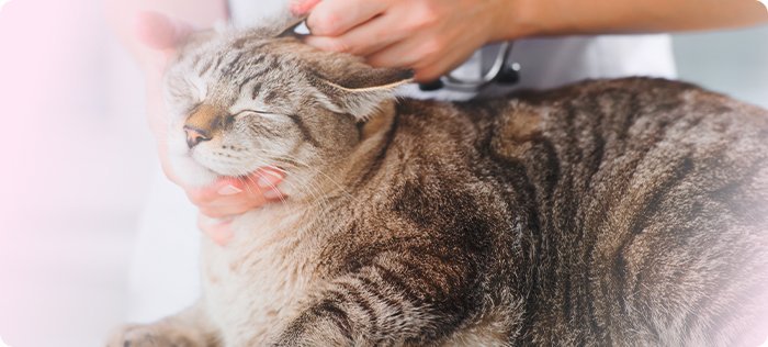 愛玩動物看護学科のイメージ