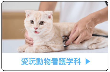 愛玩動物看護学科