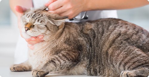 愛玩動物看護学科