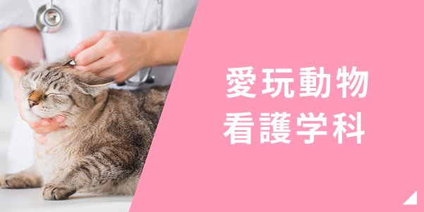 愛玩動物看護学科はこちら