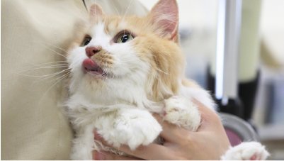 ドッグ＆キャットコース