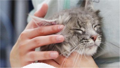 ドッグ＆キャットコース