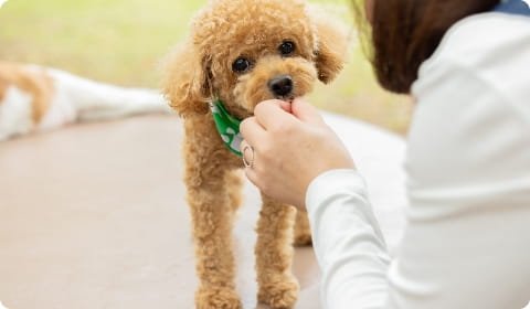 トリマーの仕事のやりがいのイメージ