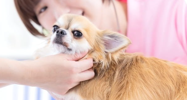 ペットショップスタッフの仕事内容のイメージ