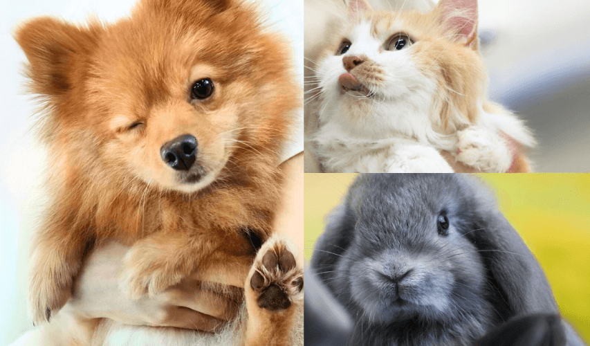 ペットビジネス学科