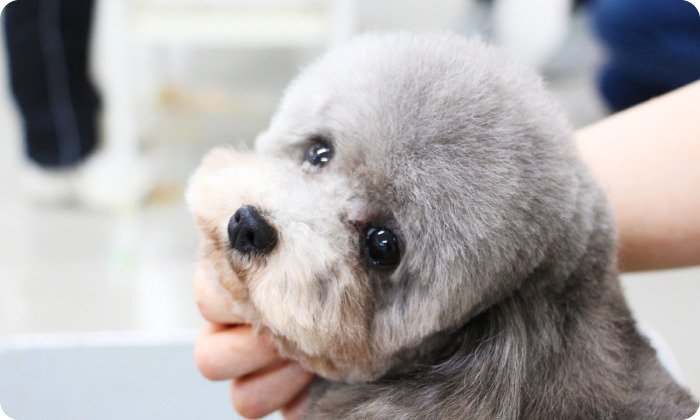 トリマー専攻ドッグコースのイメージ