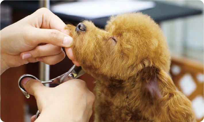 トリマー専攻ドッグコースのイメージ