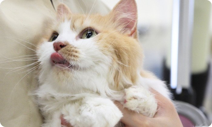 トリマー専攻ドッグ&キャットコースのイメージ