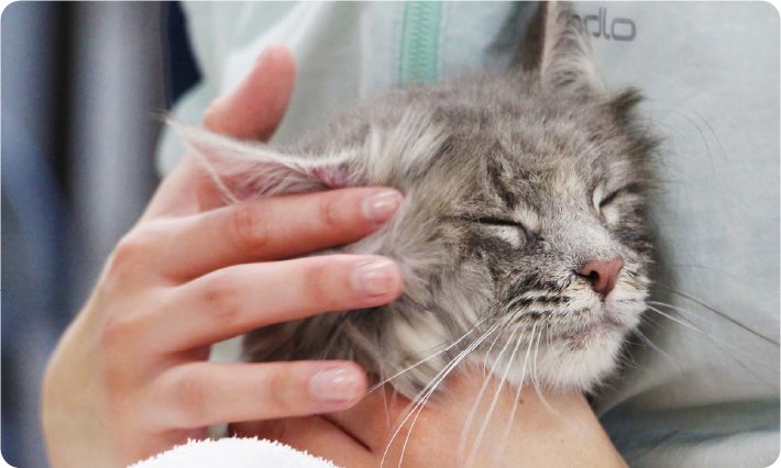 トリマー専攻ドッグ＆キャットコースのイメージ