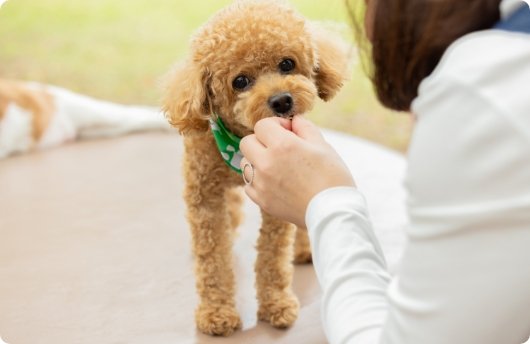 協力してくれる実習犬4,200頭