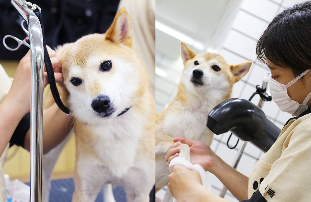 おうちのワンちゃんと一緒にお勉強！