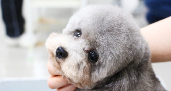 トリマー専攻ドッグコースのイメージ