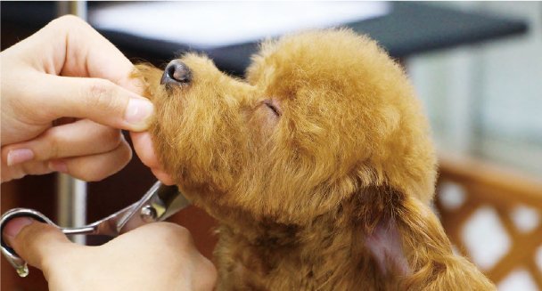 トリマー専攻ドッグコースのイメージ