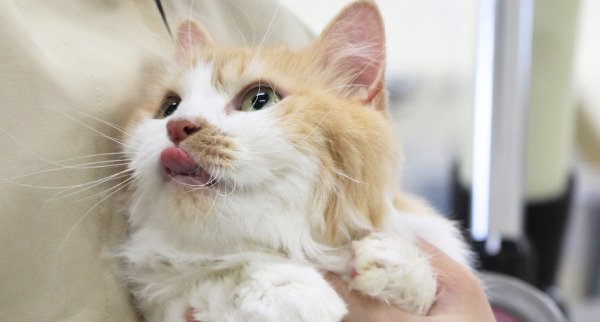 トリマー専攻ドッグ&キャットコースのイメージ