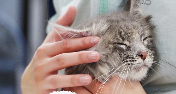 トリマー専攻ドッグ&キャットコースのイメージ