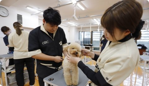 グルーミング実習（犬）