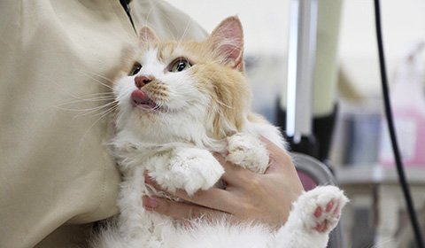 猫学