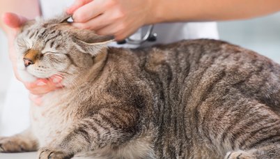 愛玩動物看護学科