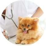 動物看護師のイメージ