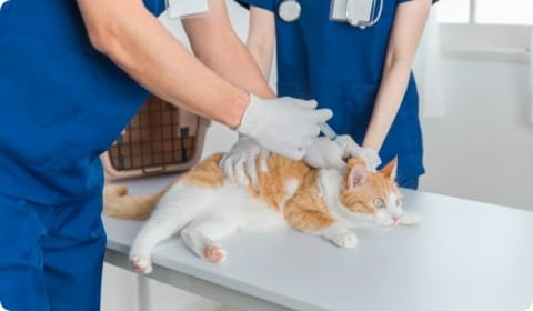 動物介護士の仕事内容のイメージ