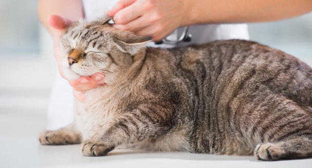 愛玩動物看護学科のイメージ