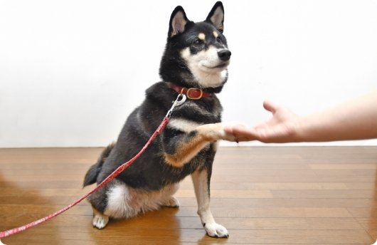 飼い主さまに寄り添う愛玩動物看護師に