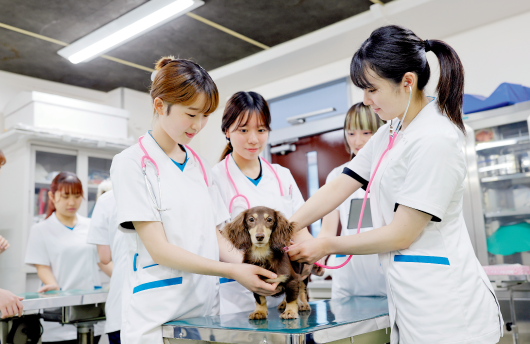 動物に寄り添える愛玩動物看護師を目指す