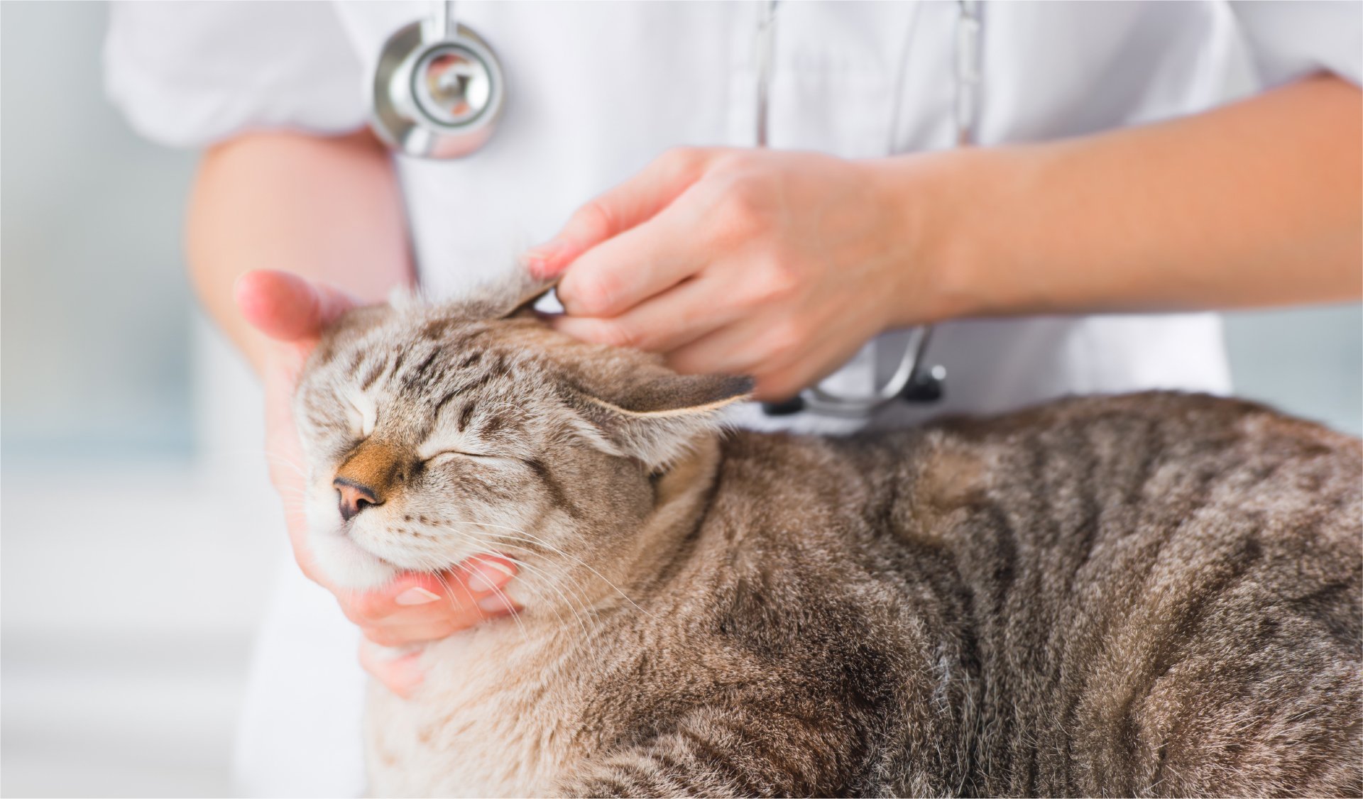 愛玩動物看護学科