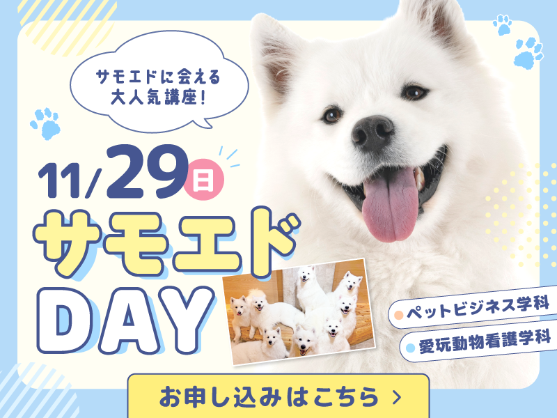 11/29 サモエドDAY