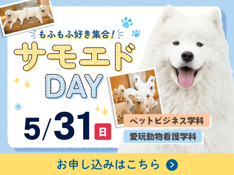 5/31サモエドDAY
