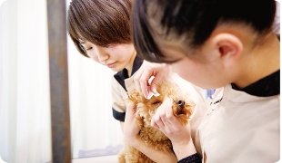 動物看護士のイメージ