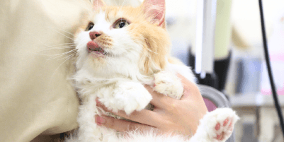 トリマー専攻/ドッグ＆キャットコース