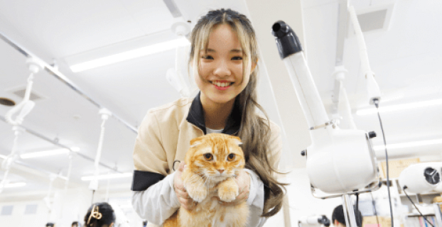 猫の看護スキルのイメージ