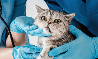 猫ちゃんの看護体験の様子