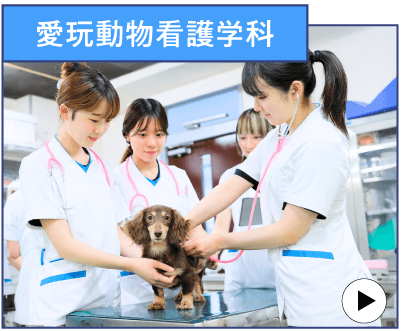 愛玩動物看護学科