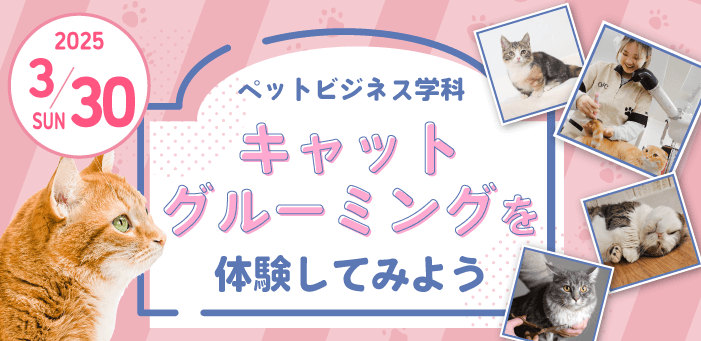 キャットグルーミング体験