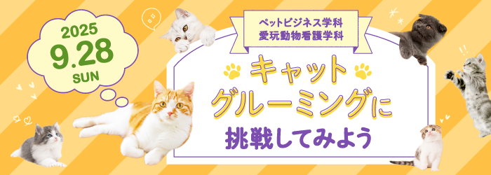 キャットグルーミングに挑戦してみよう